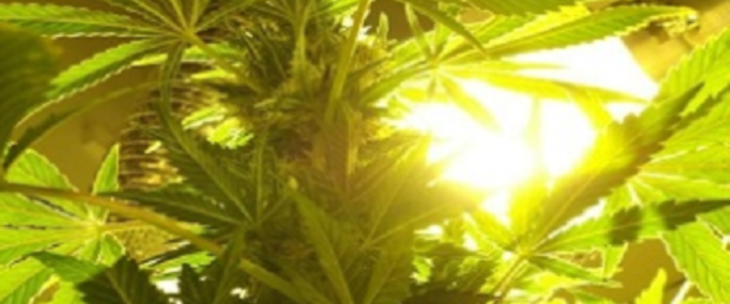 cannabis grow bible leaves too light