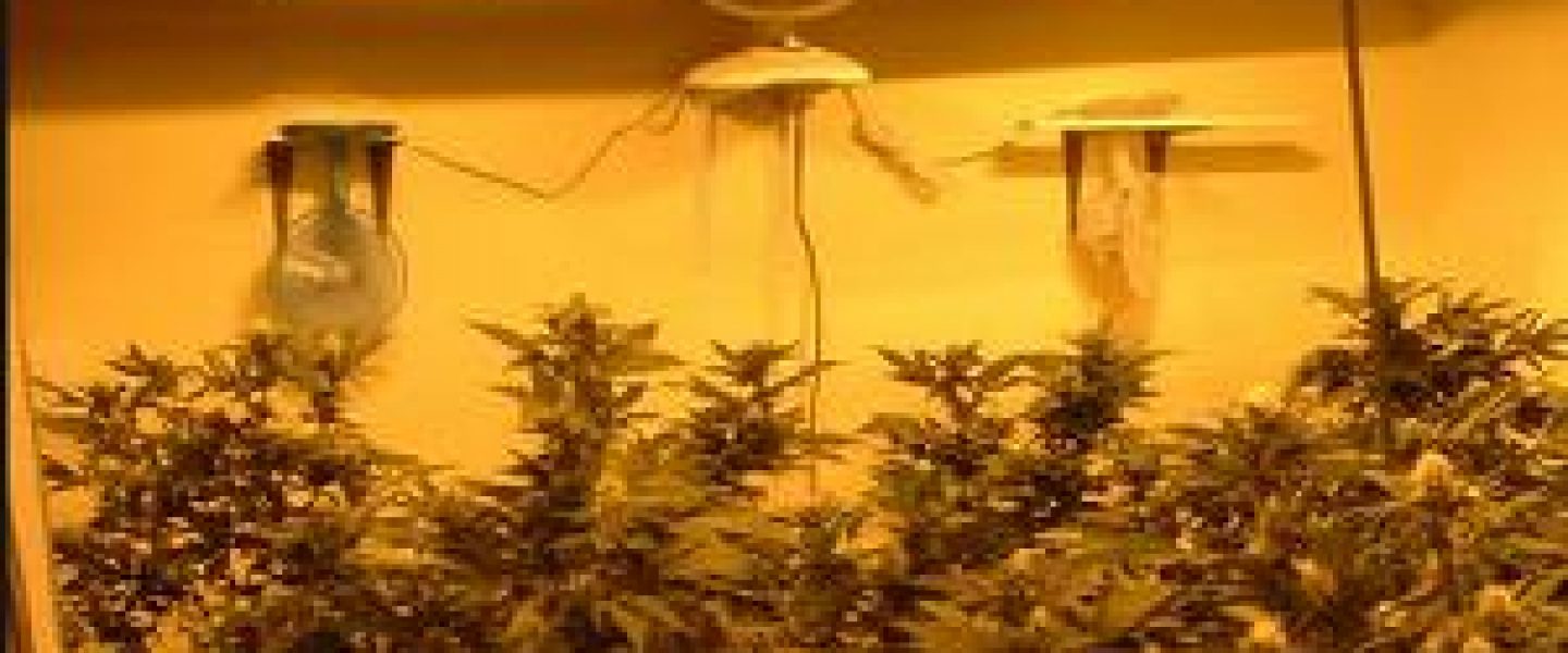 mistakes to avoid when growing marijuana.