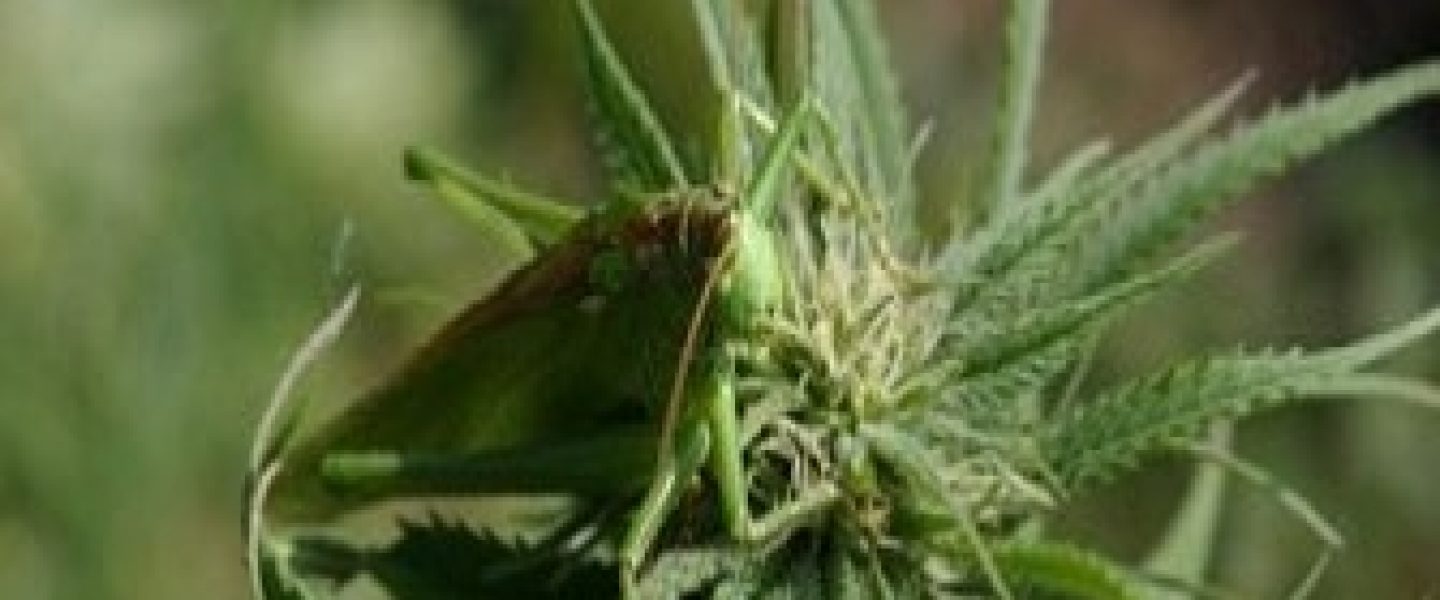 marijuana grasshopper cricket