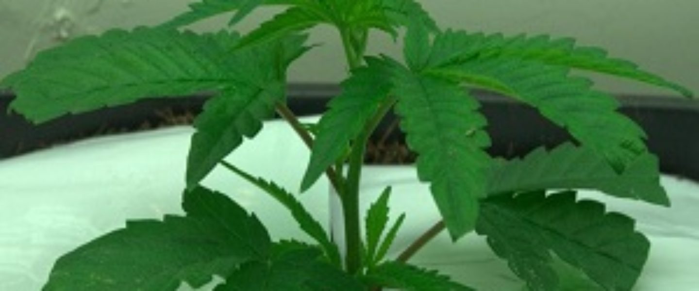 Marijuana Mother Plants More Susceptible To Viral