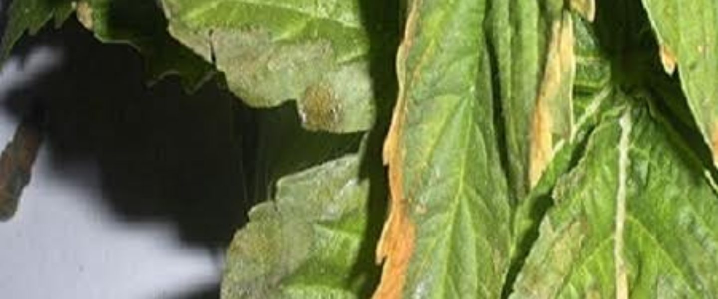 Nutrient Burn And Marijuana Plants The Weed Blog