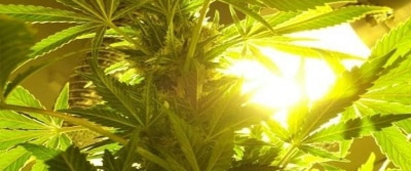 marijuana plant nutrients water