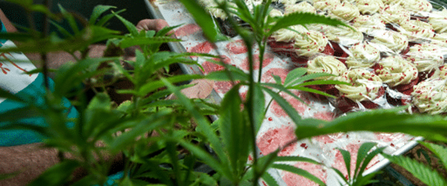 industrial marijuana grow garden