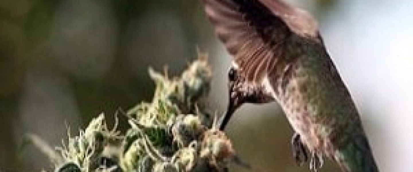 marijuana plants birds