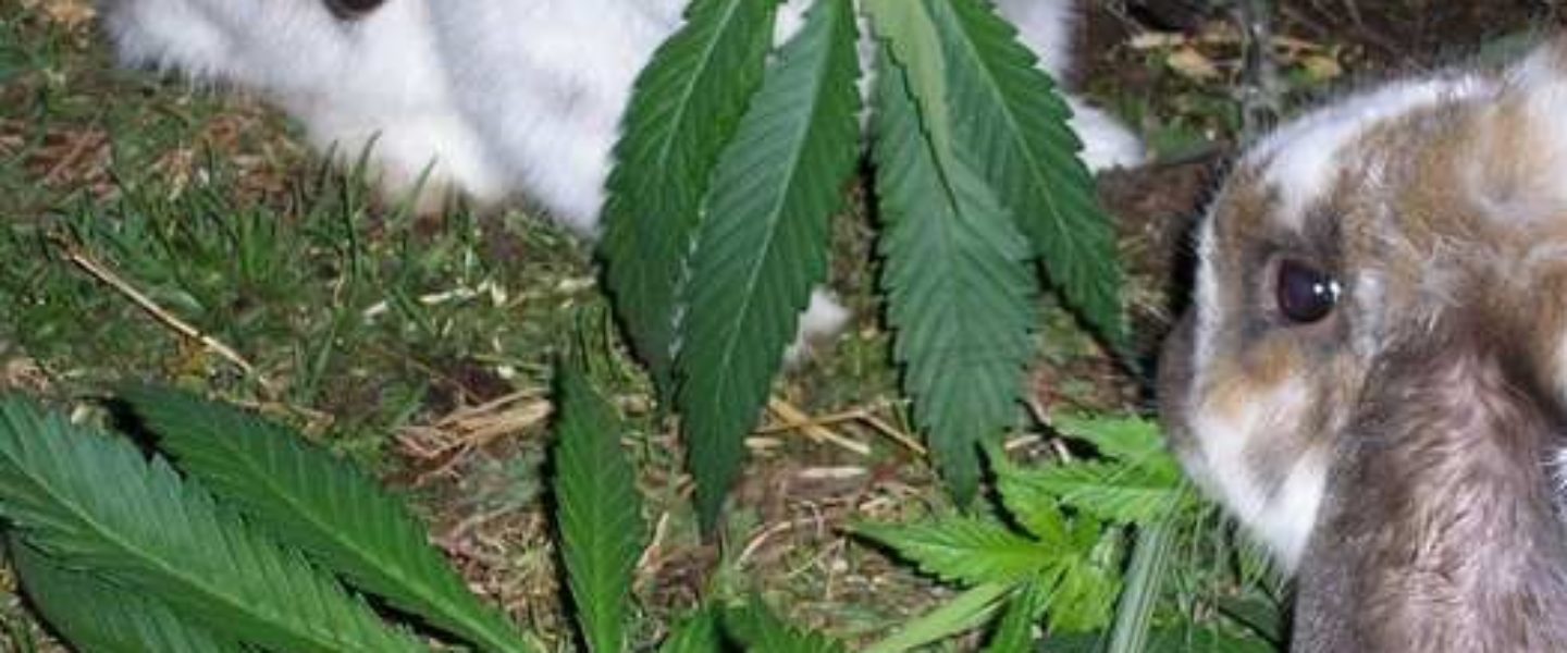 DEA Warns Of Stoned Rabbits If Utah Legalizes Medical Marijuana The