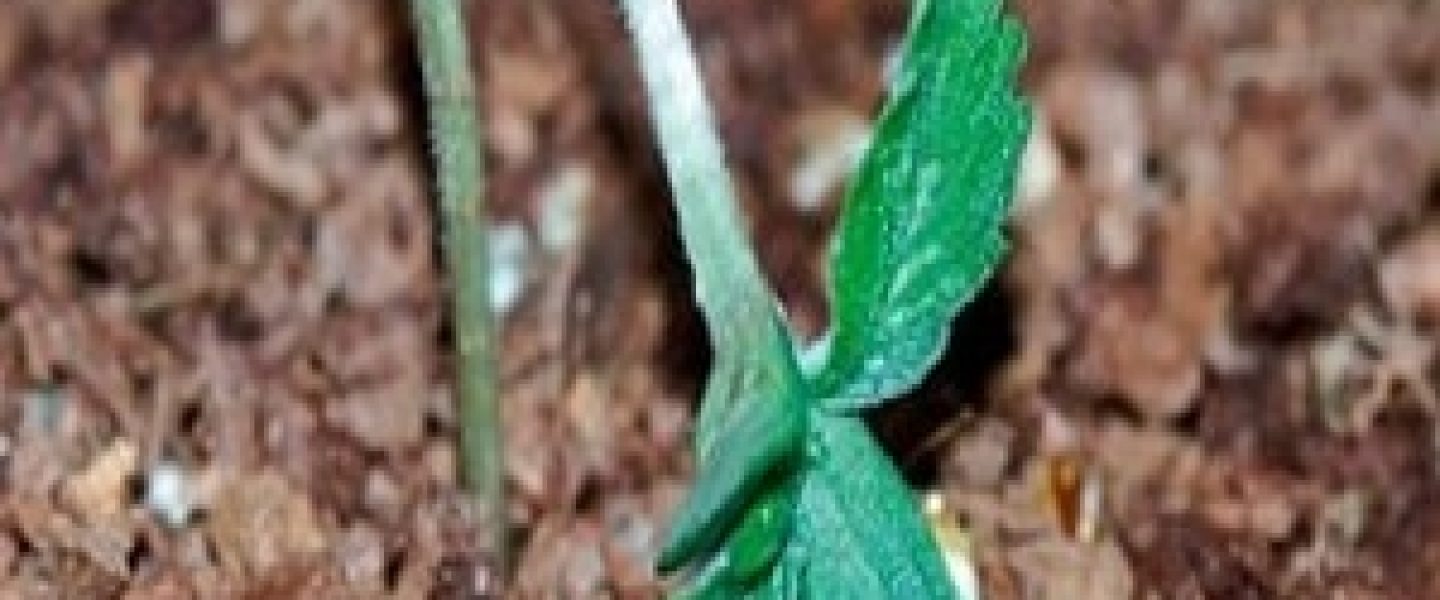 marijuana seedling