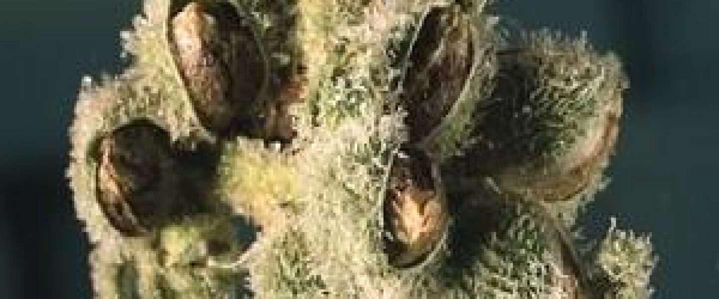 free for all colorado bill althouse marijuana seeds cannabis