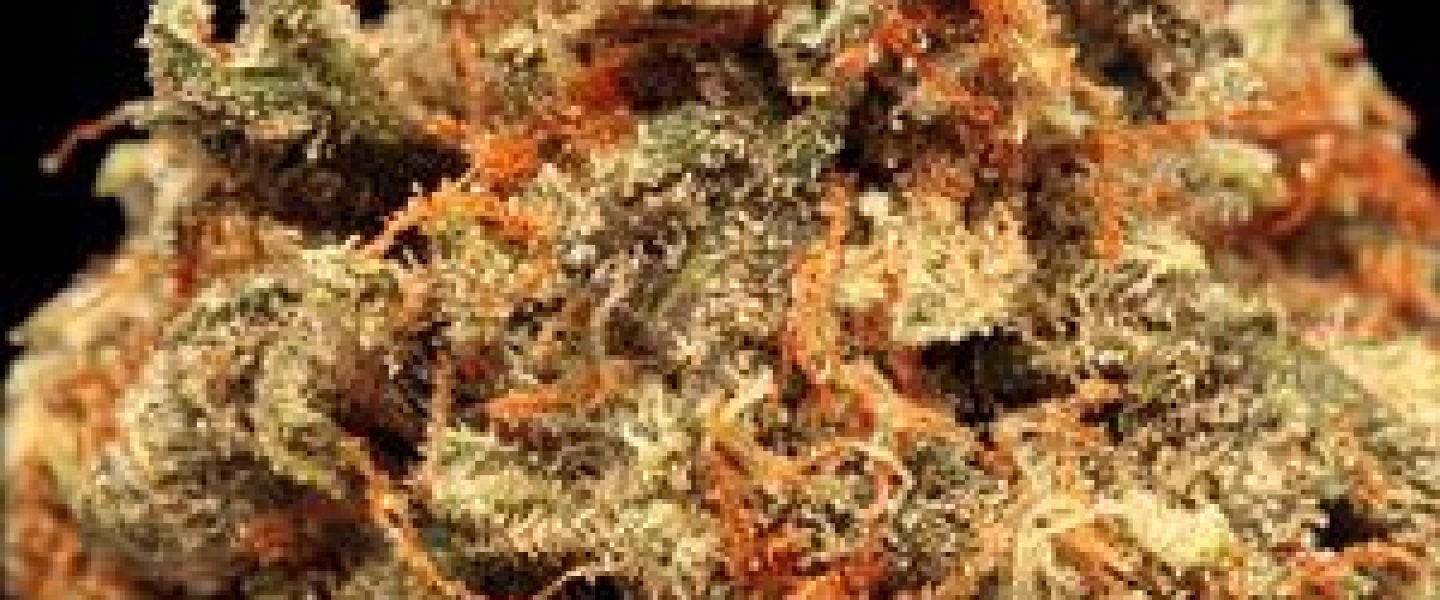 brent steele indiana marijuana