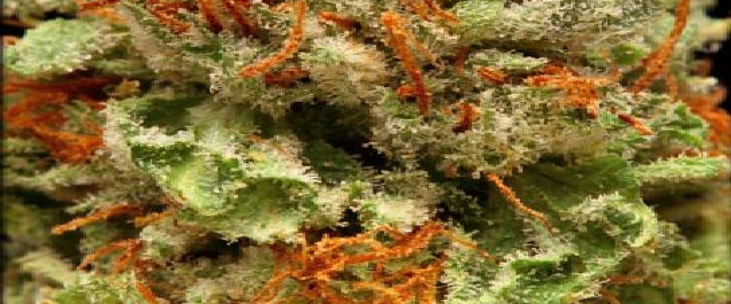 master kush marijuana strain picture