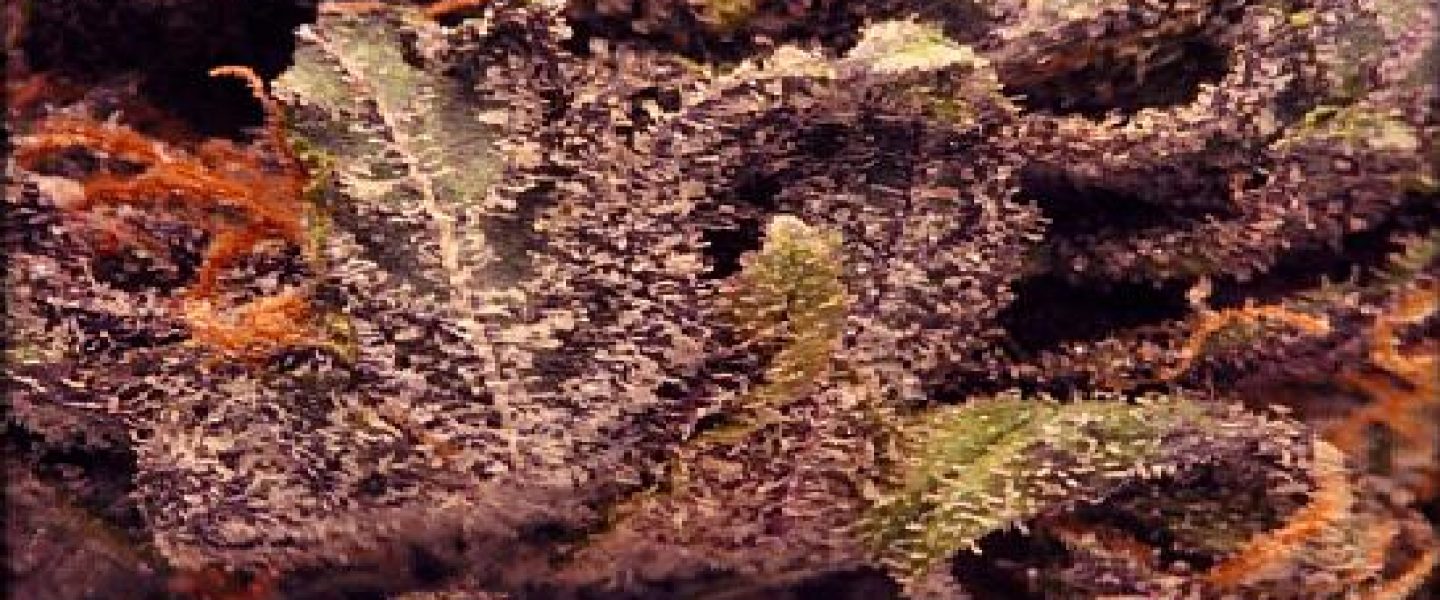 maui wowie marijuana strain