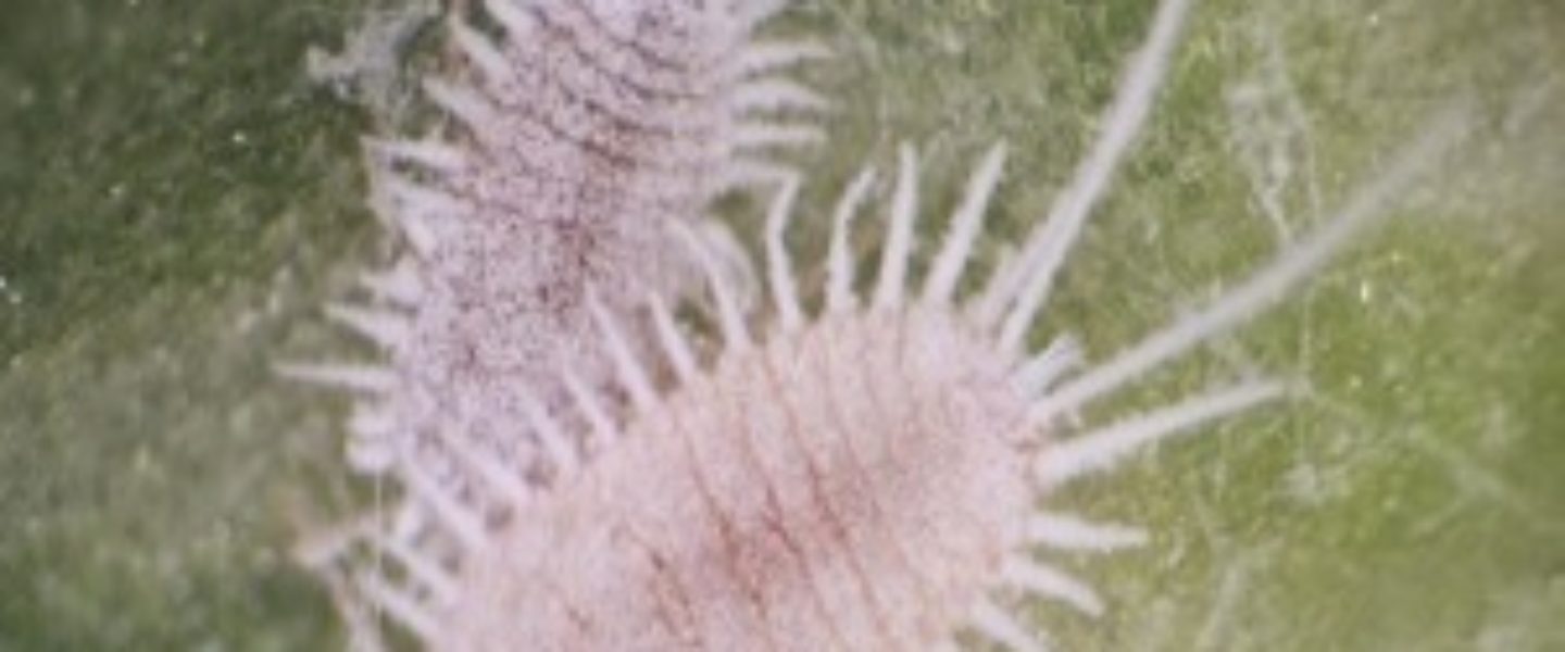 How Do I Get Rid Of Mealy Bugs On My Marijuana Plants? The Weed Blog