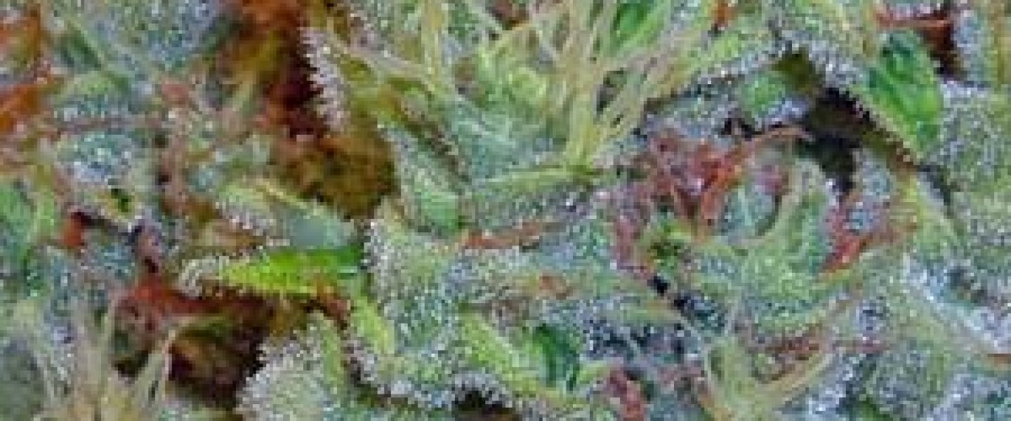 medical marijuana