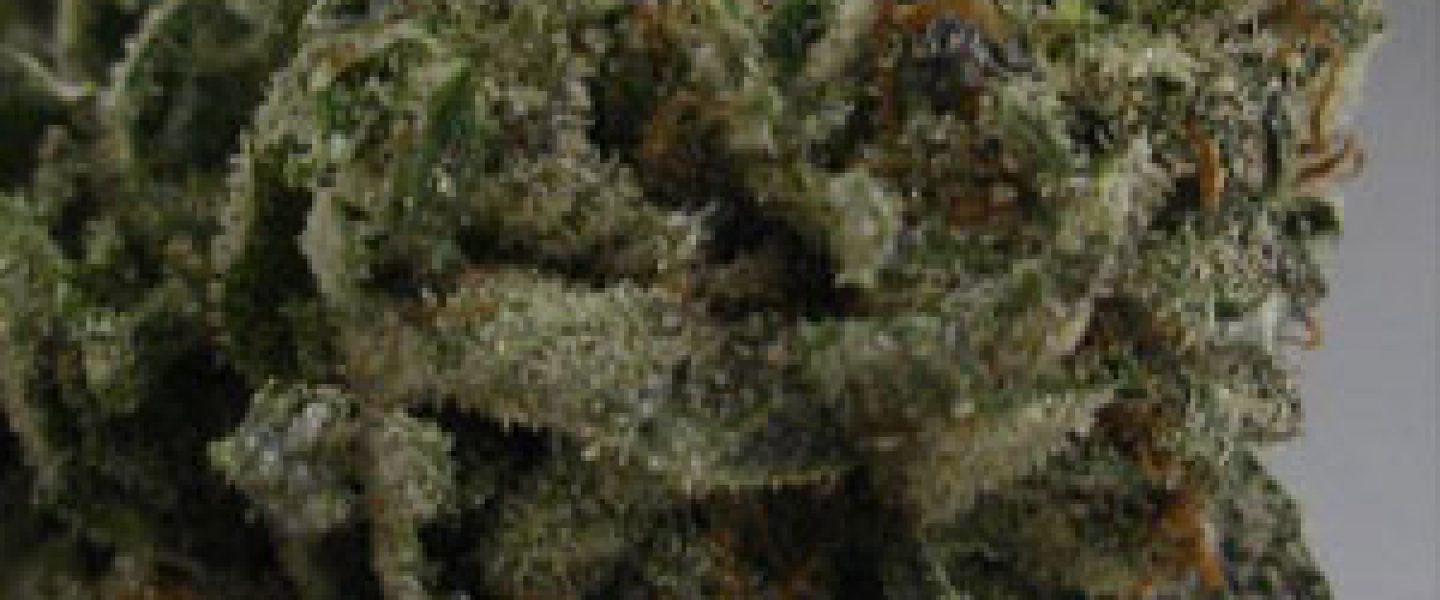 medical marijuana up close