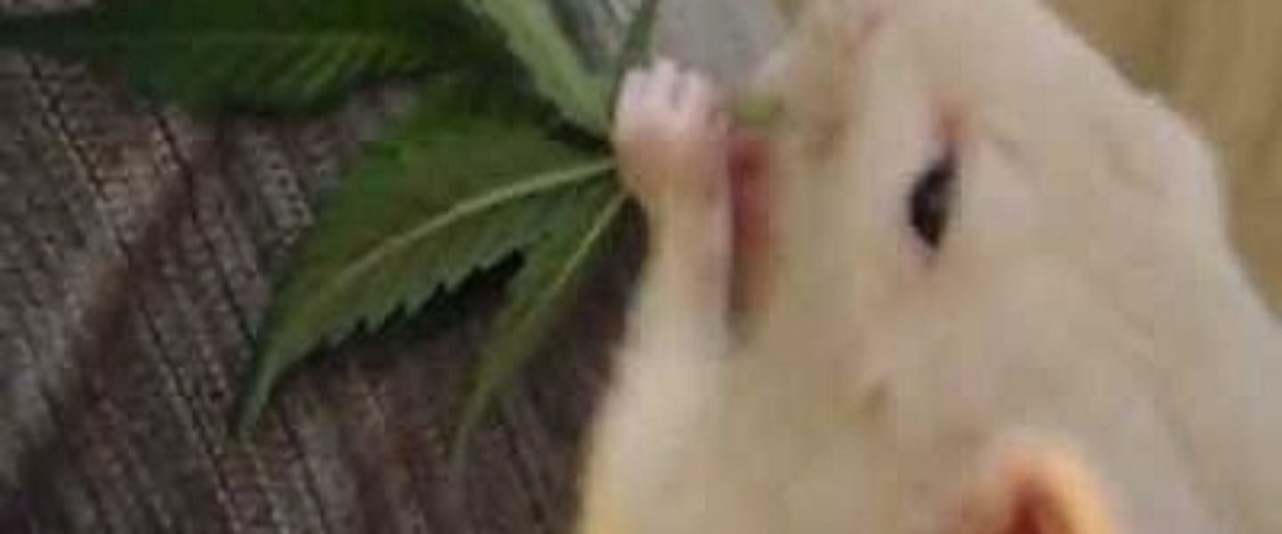 Mice Love To Eat Your Marijuana Plants The Weed Blog