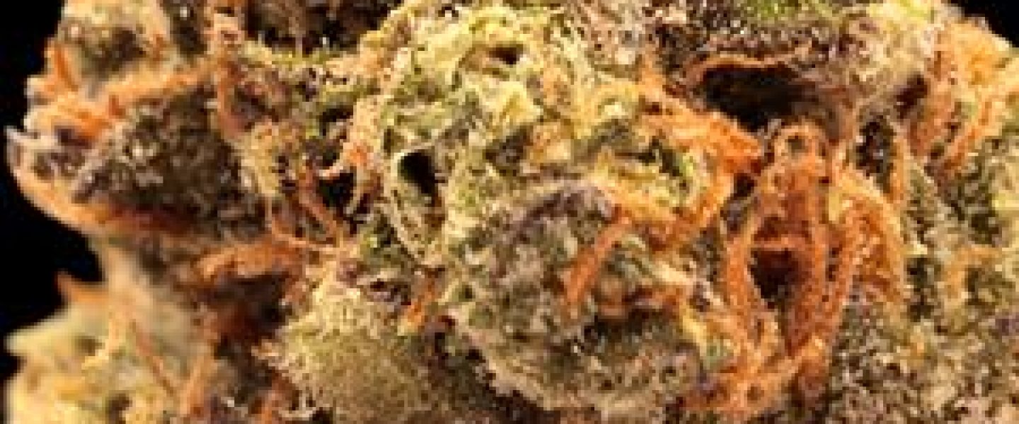 mr nice guy marijuana strain