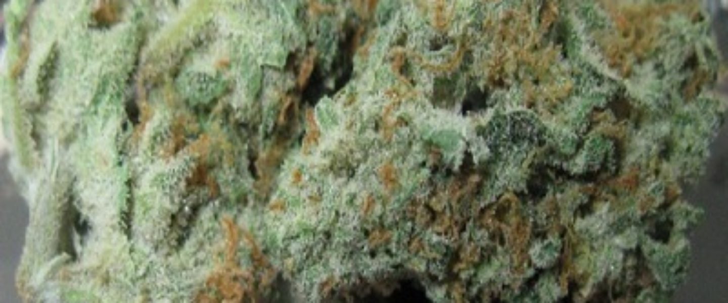 Mr Nice Marijuana Strain Review And Pictures - The Weed Blog