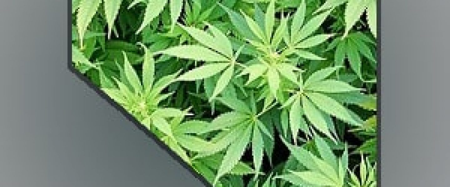 question 2, nevada, marijuana legalization