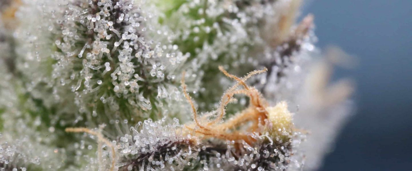 Feminized seeds can produce beautiful buds.