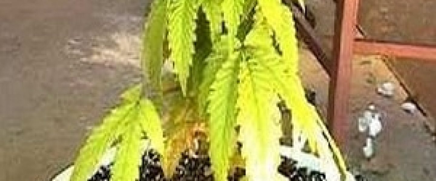 nitrogen deficiency marijuana plant
