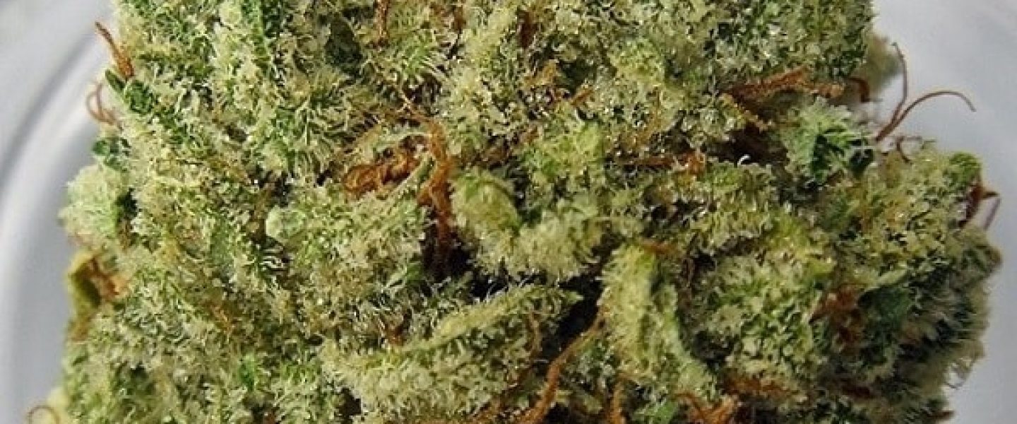 northern wreck marijuana strain