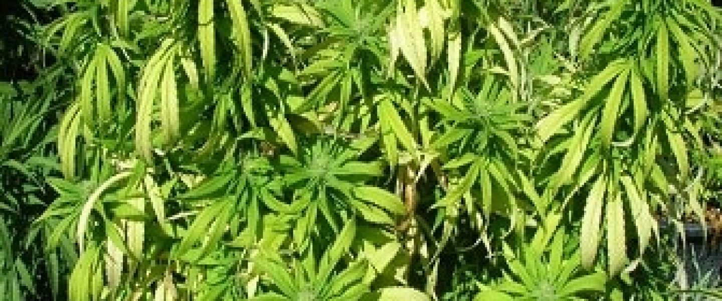 nutrient deficiencies marijuana plants