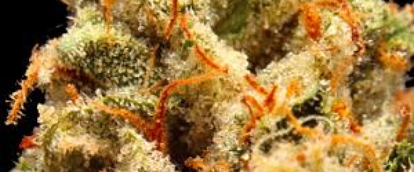 og kush marijuana strain