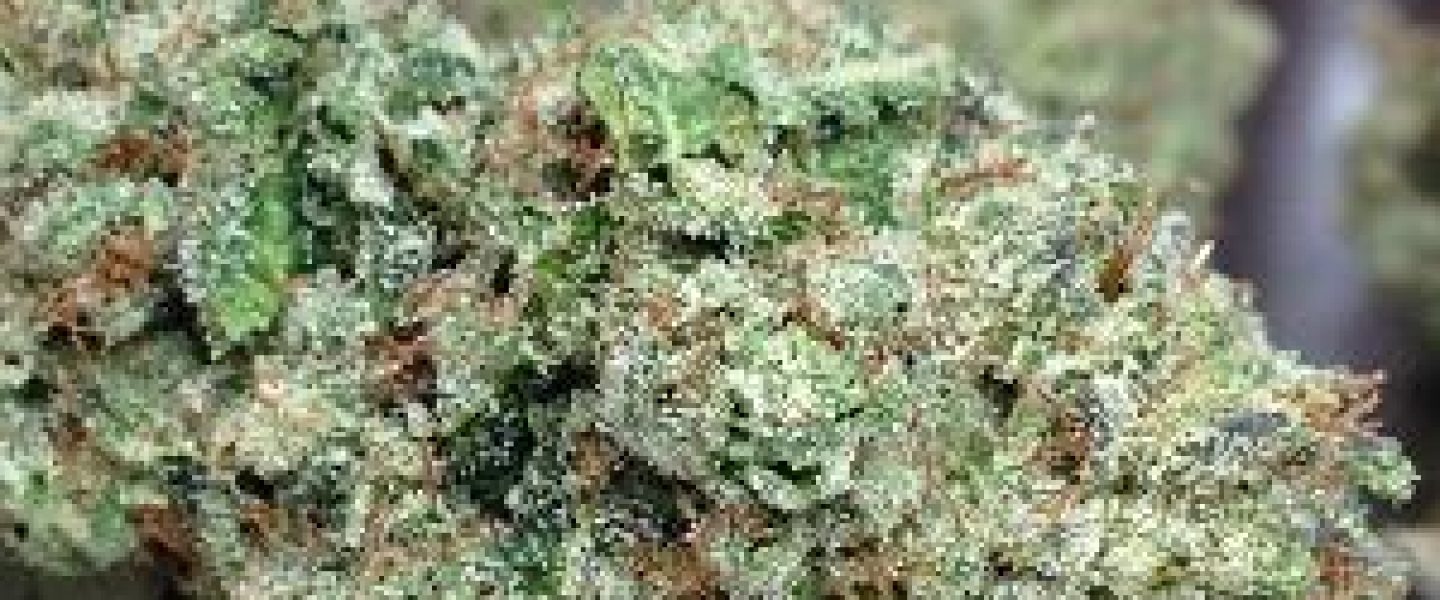 ogre og marijuana strain