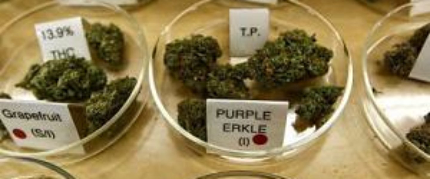 new jersey medical marijuana program