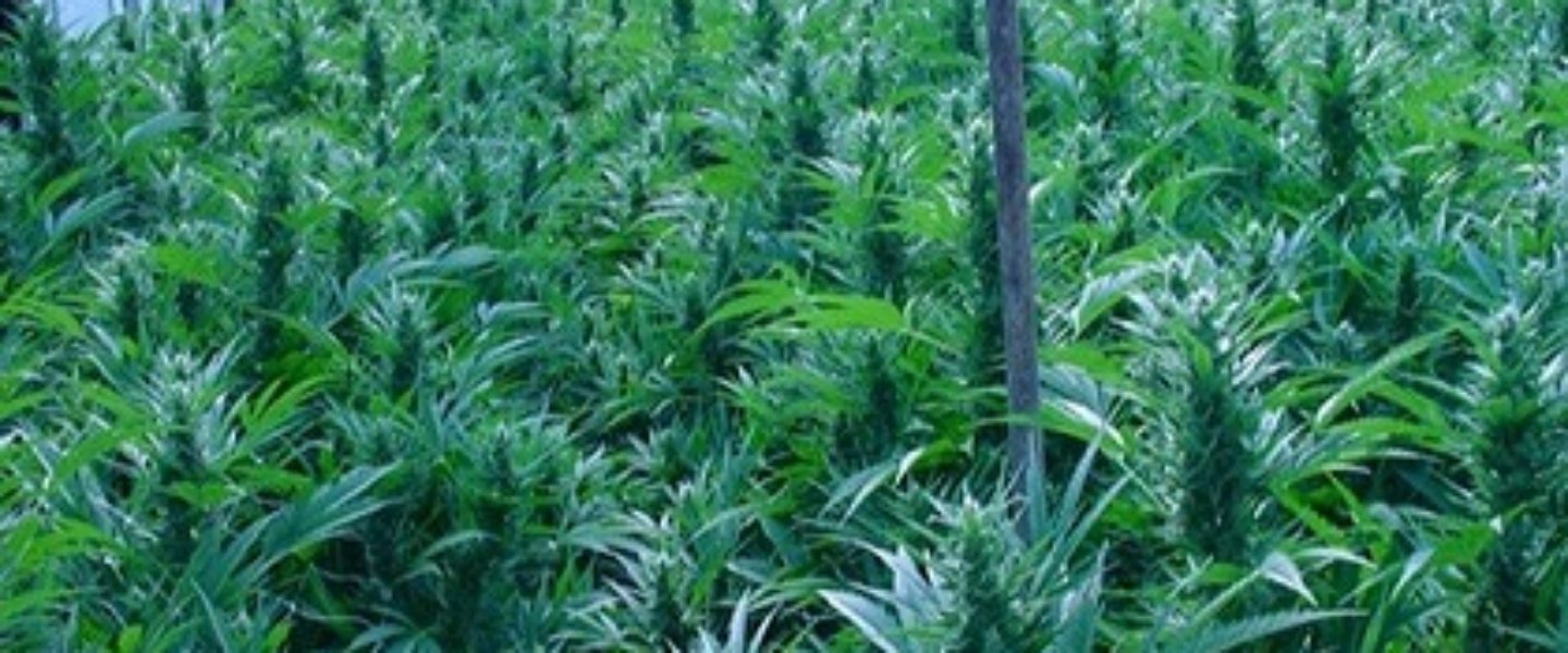 oregon marijuana, indoor or outdoor marijuana