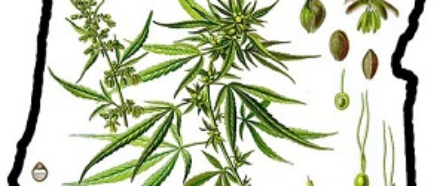 Oregon Cannabis Graphic