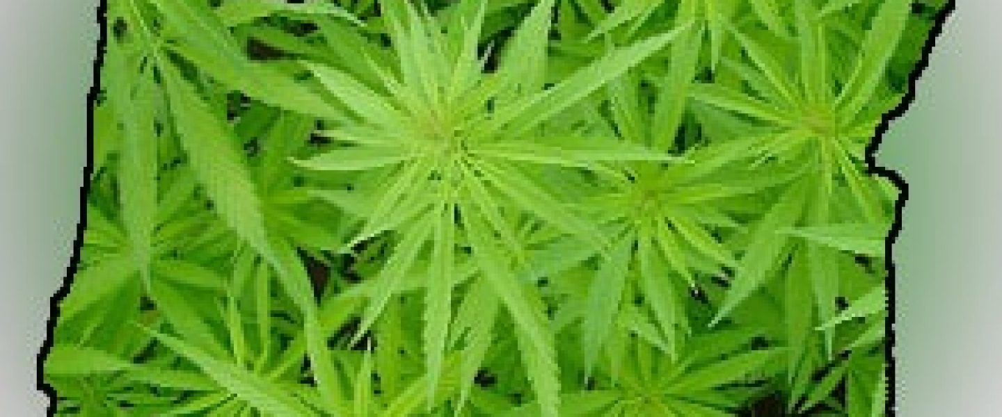 oregon medical marijuana cannabis oregonian newspaper