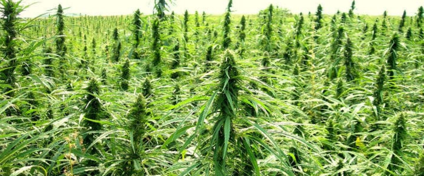 outdoor buds, hemp, marijuana
