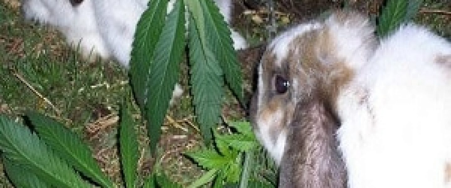 pests rodents mammals marijuana plants