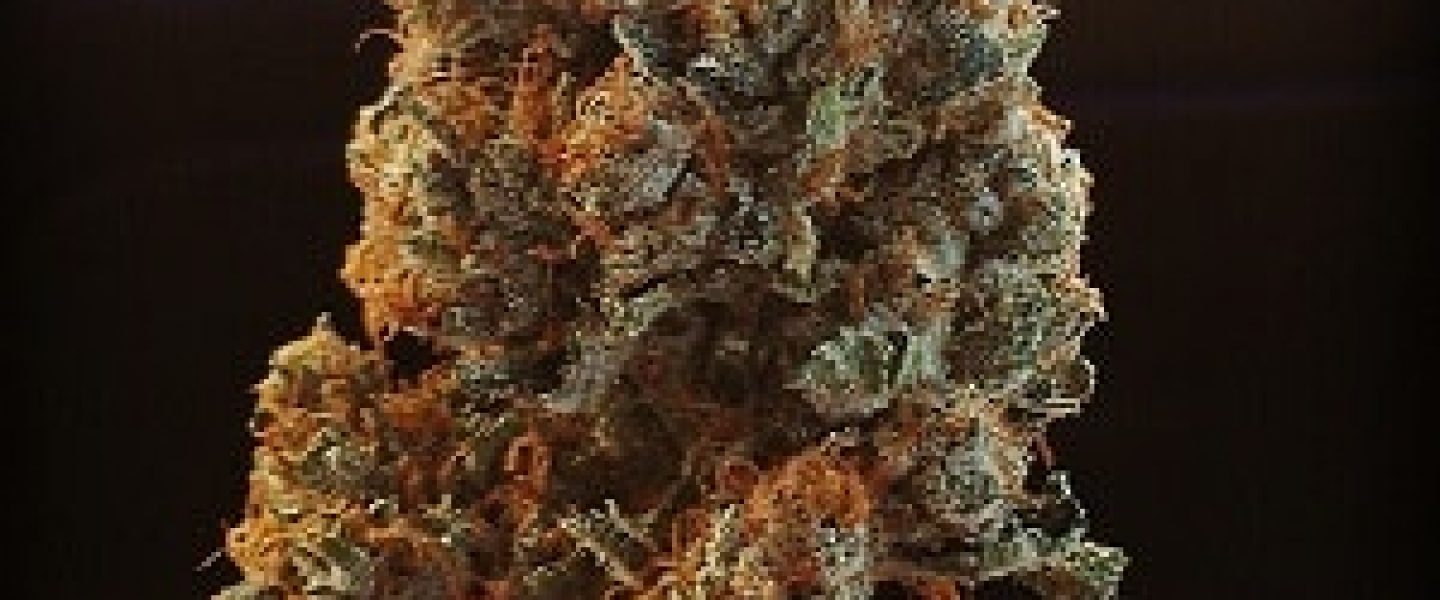 phantom og marijuana strain