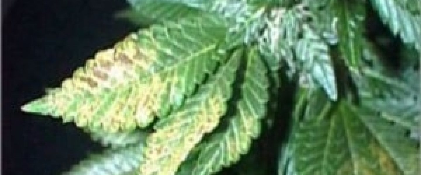 phosphorus marijuana plant deficiency
