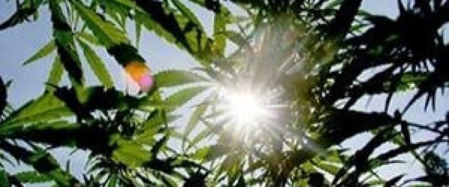 photosynthesis marijuana plant plants