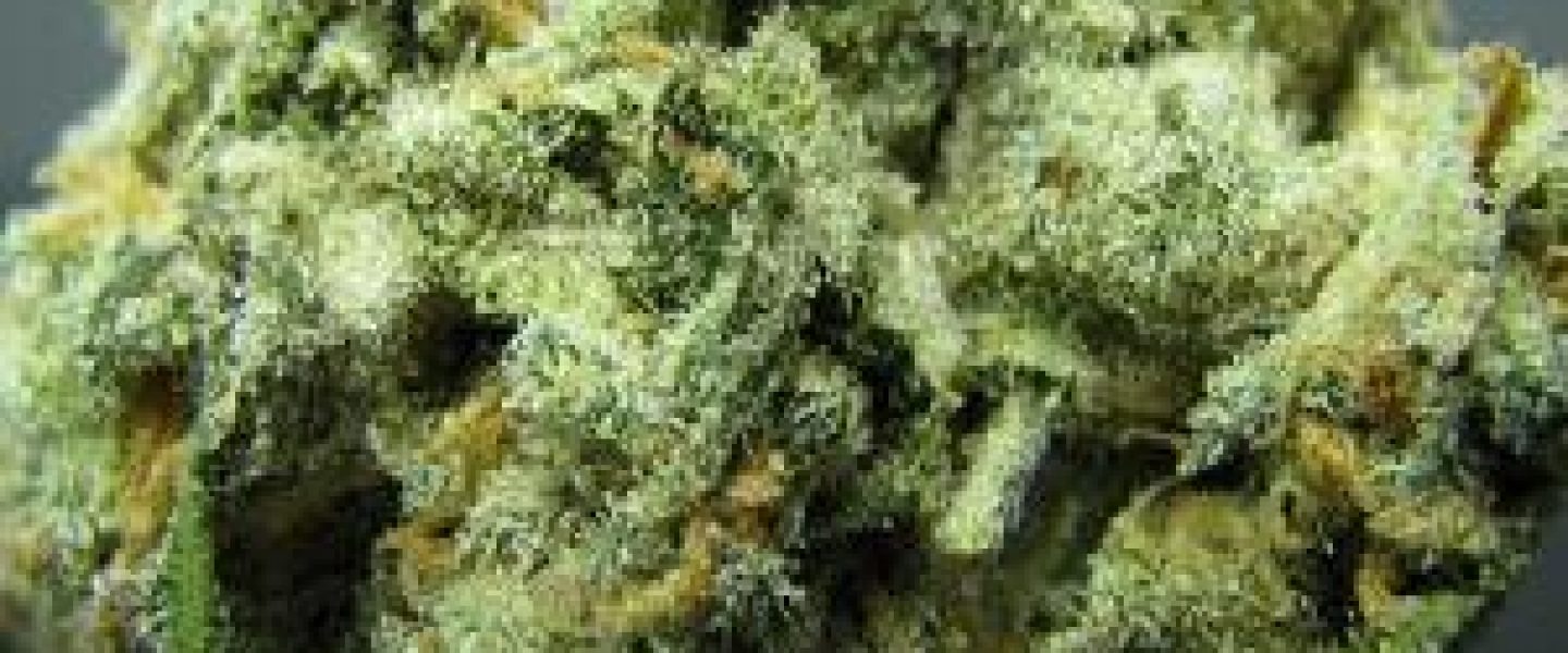 pineapple express marijuana strain