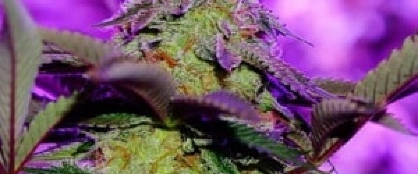 pineapple skunk marijuana strain