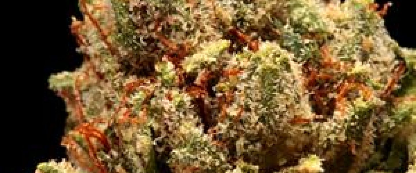 platinum herojuana marijuana strain