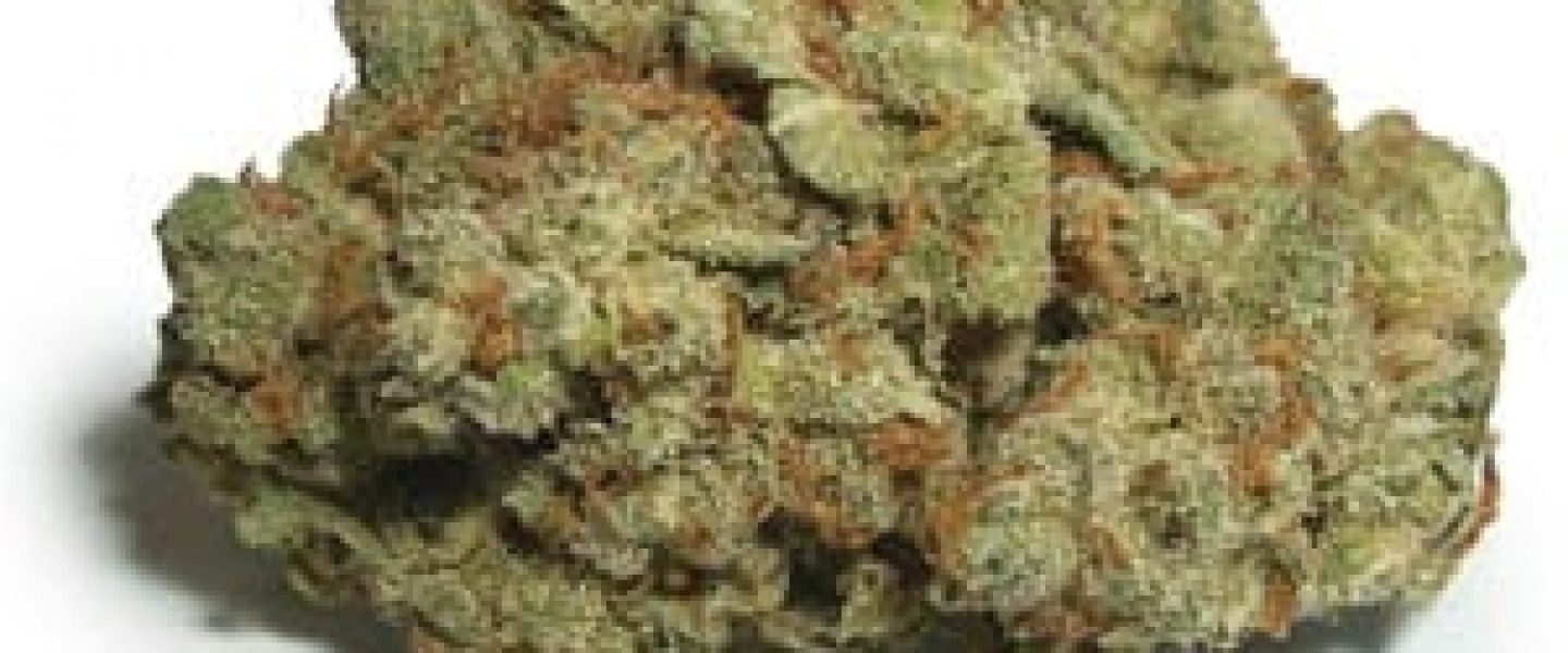 platinum jack marijuana strain