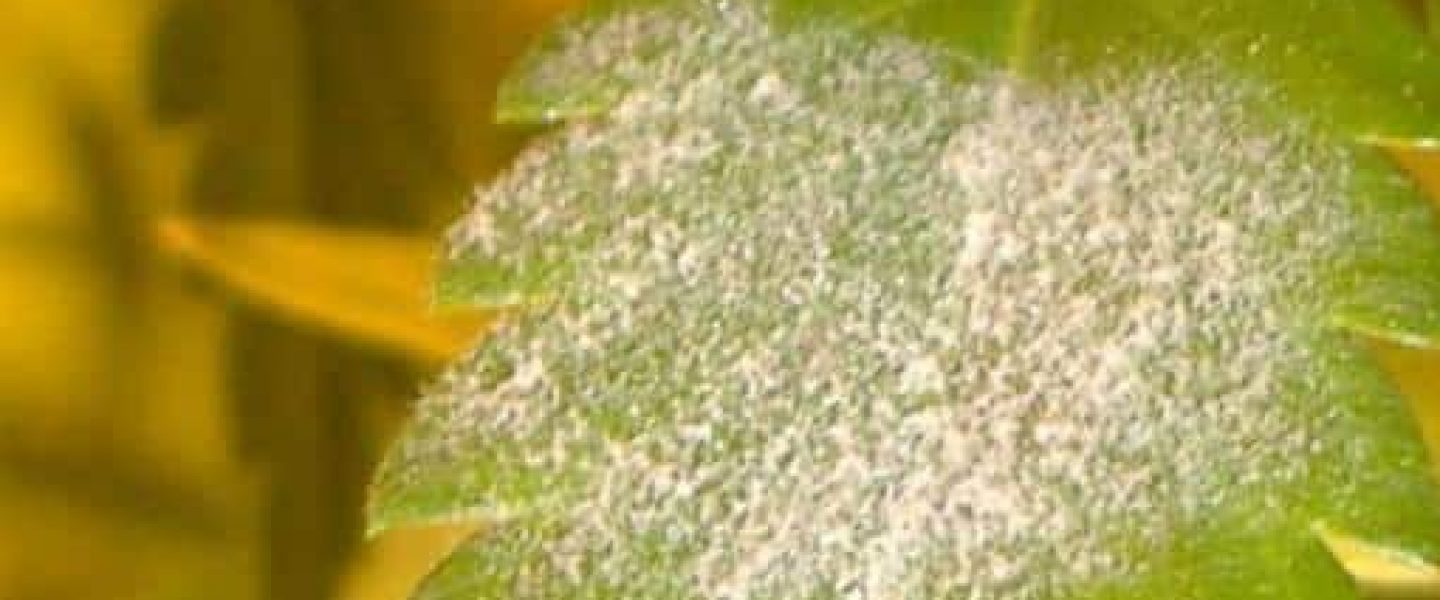 powdery mildew on marijuana, growing marijuana,