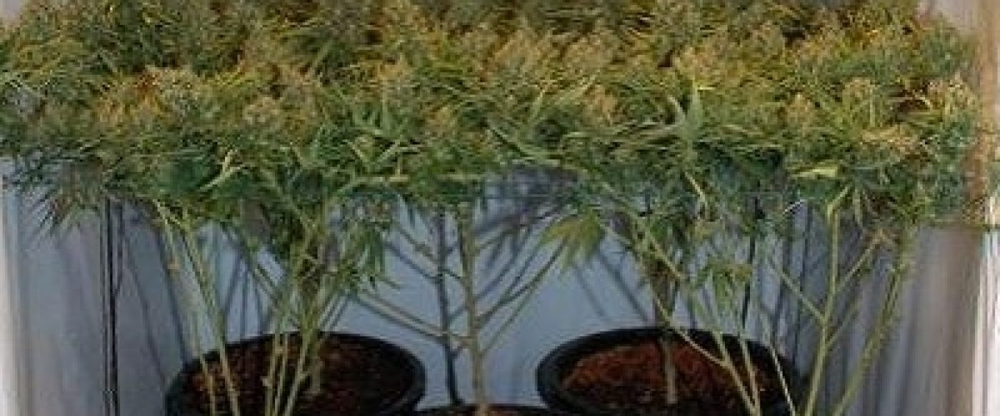 pruning marijuana