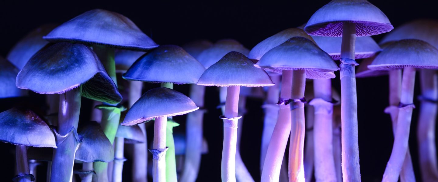 Picture of psolicybin mushrooms—Missouri may soon decriminalize LSD and magic mushrooms.