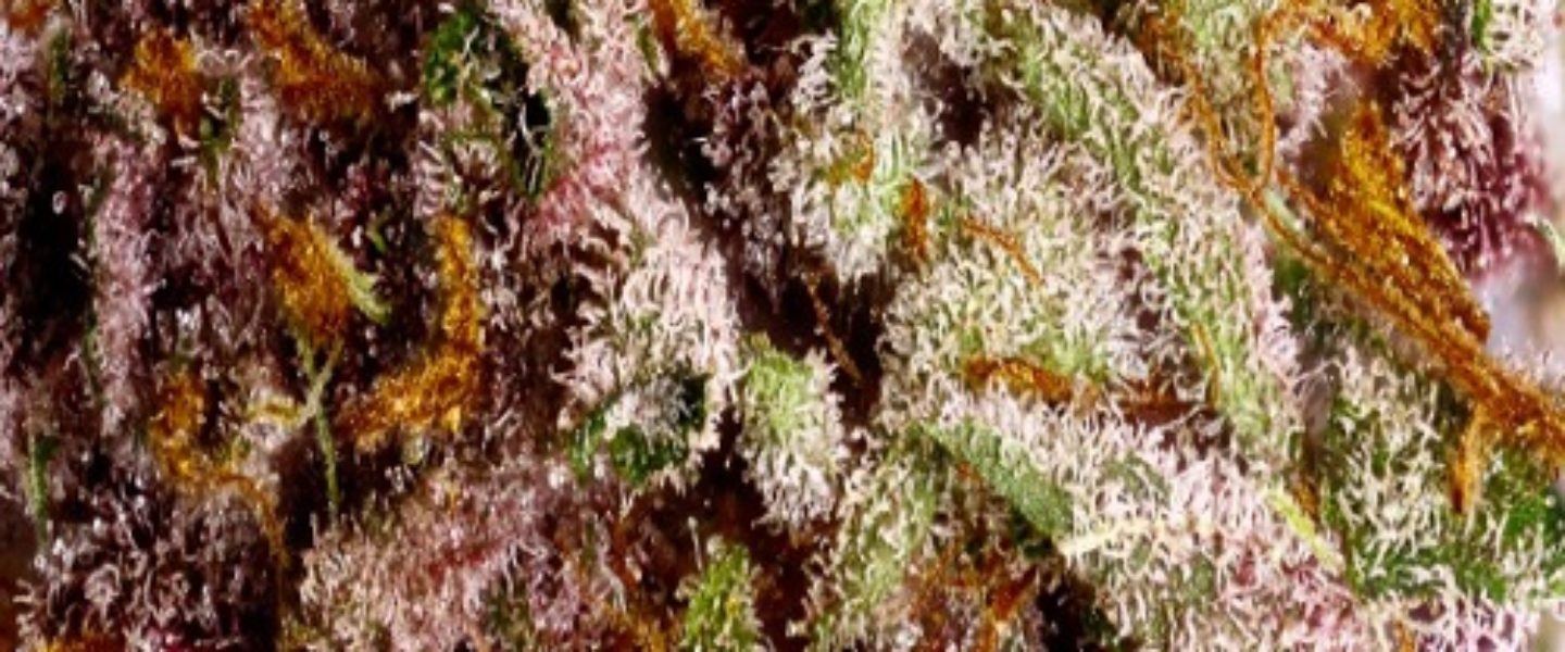 purple dragon marijuana strain