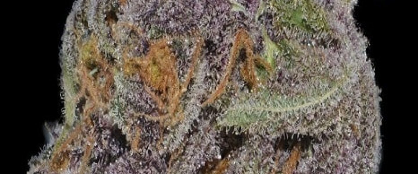 purple dream marijuana strain