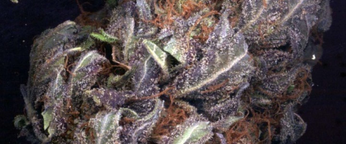 purple haze marijuana strain