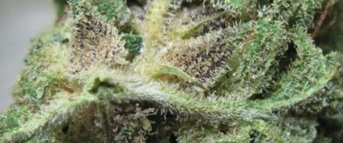 purple heart marijuana strain
