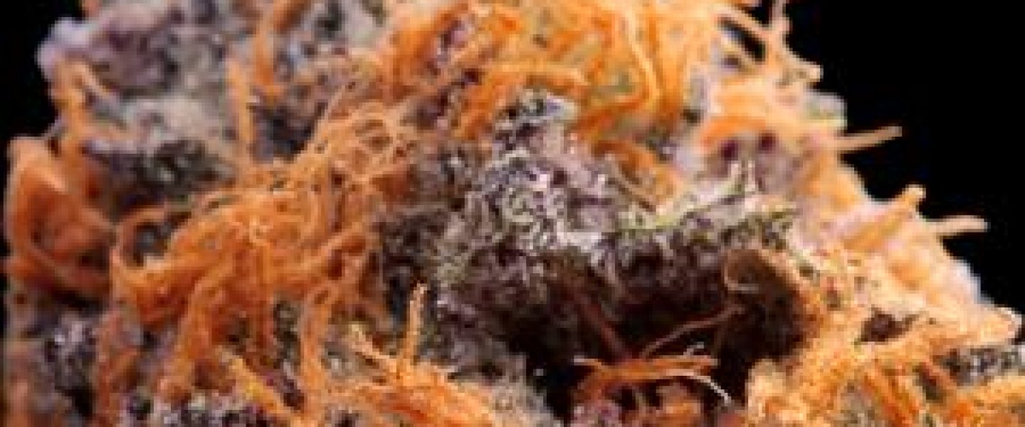 purple kush marijuana strain
