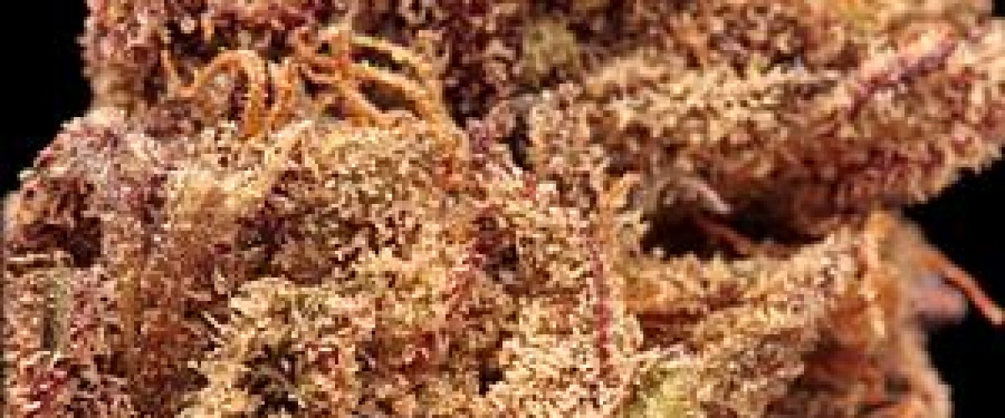 purple nightmare marijuana strain