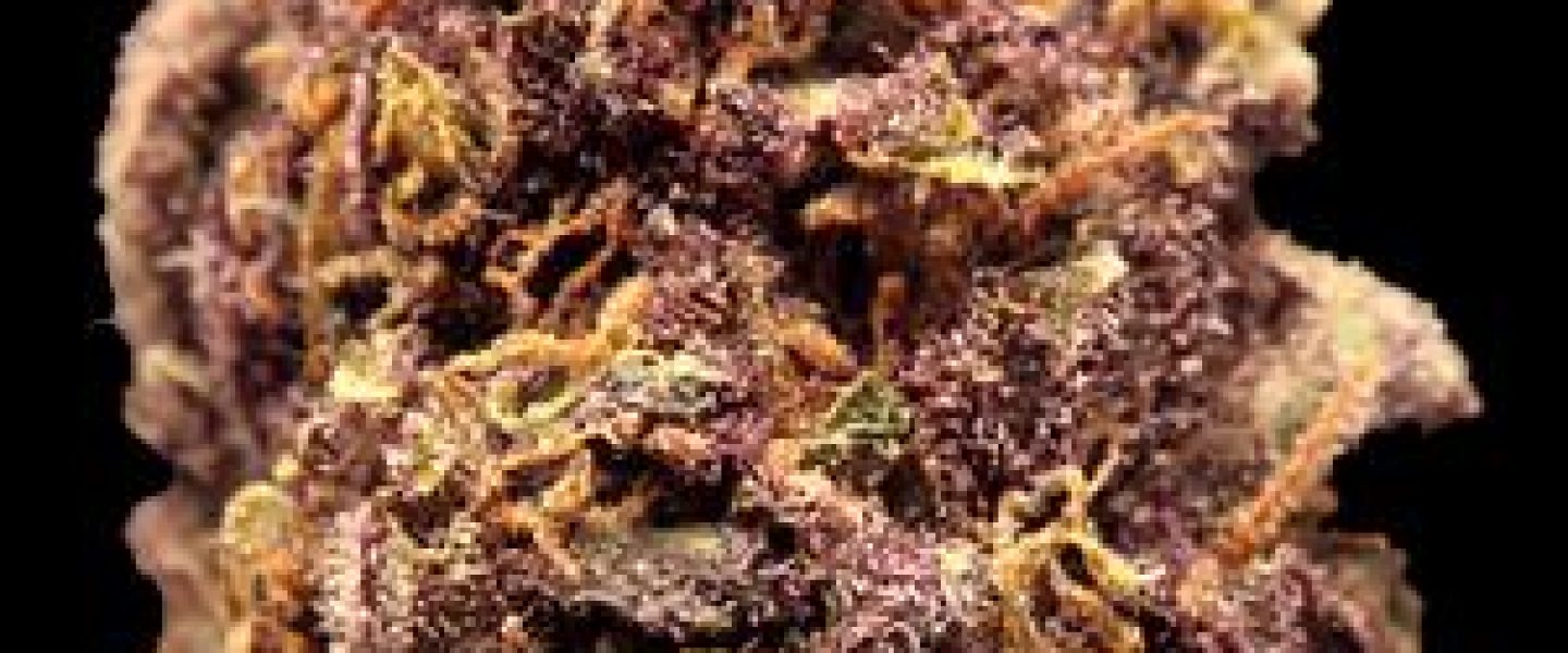 purple power marijuana strain